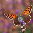 Photograph: Matt Berry/Butterfly Conservatio/PA
