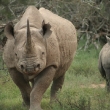Lucky Mavrandonis/Black Rhino Monitoring Project/IUCN