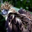 philippine-eagle