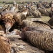 Bird Conservation Nepal/AFP/Getty Image.