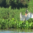 North Pantanal