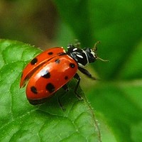 ladybug_604