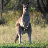 friendly_kangaroo