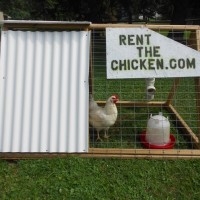 rent-the-chicken-dot-com-photo.JPG.662x0_q100_crop-scale